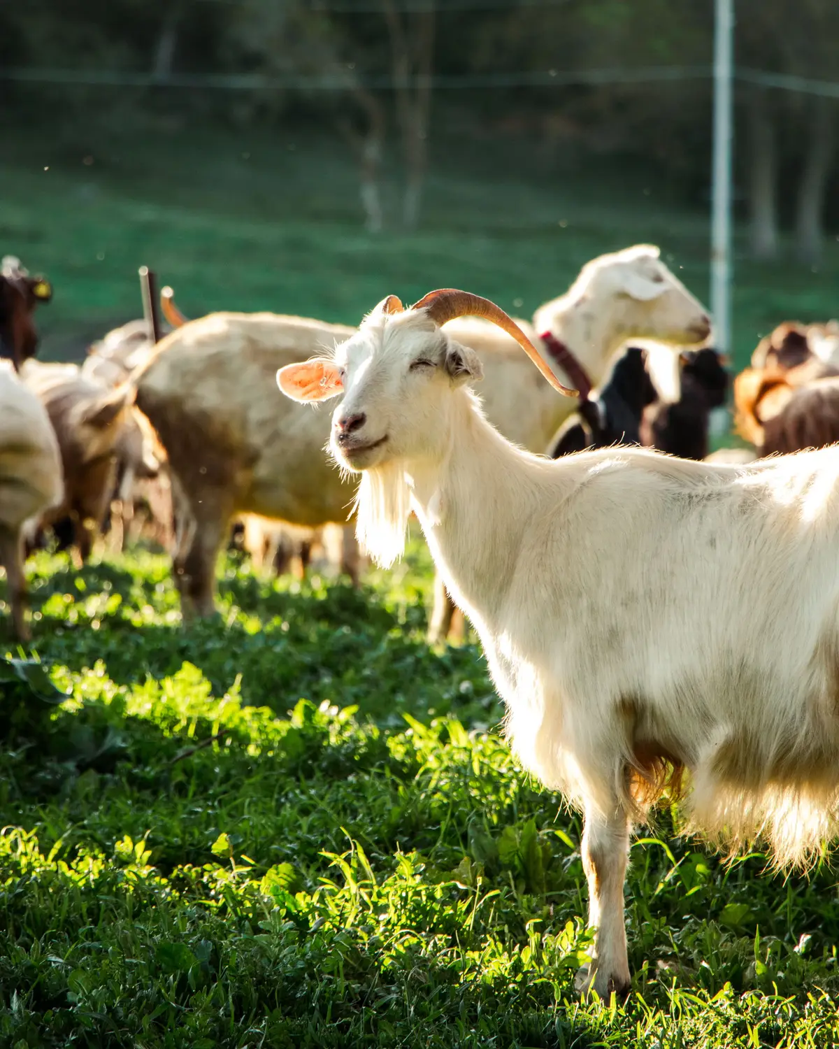 Chèvres blanches au pâturage dans l’herbe haute, lumière du matin