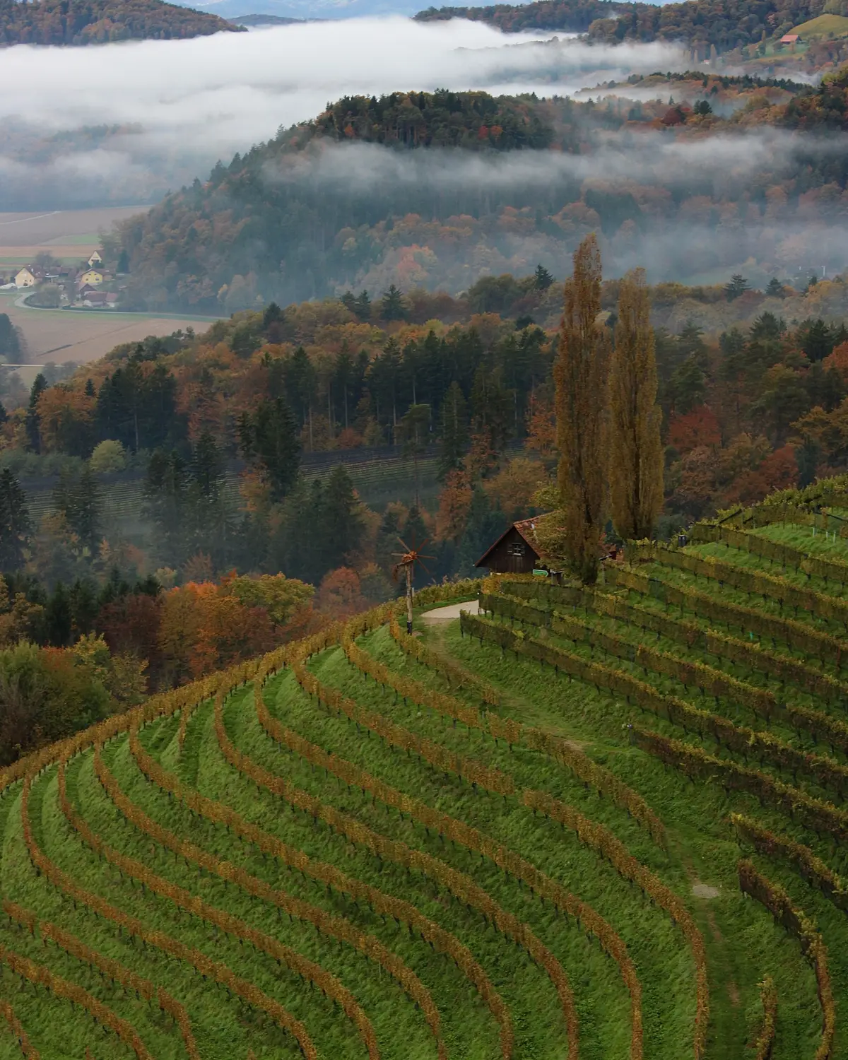 Vignes en coteau aux couleurs d’automne, brume dans la vallée